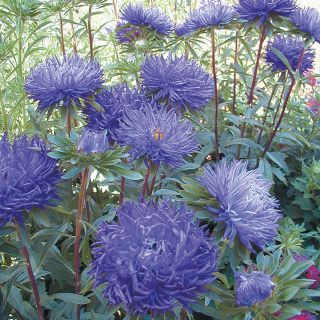 Pavlova Dark Blue Aster Thumbnail